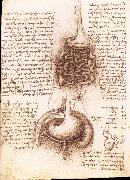 LEONARDO da Vinci Anatomical drawing of the stomach and the intestine oil painting artist